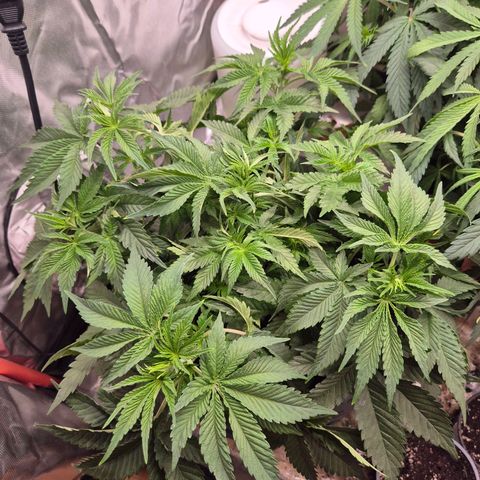 WTF- Königin Mimosa evo 👑👑👑 (65-70bt) growlog timeline photo