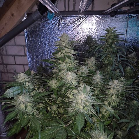 Moby 🍆  growlog timeline photo