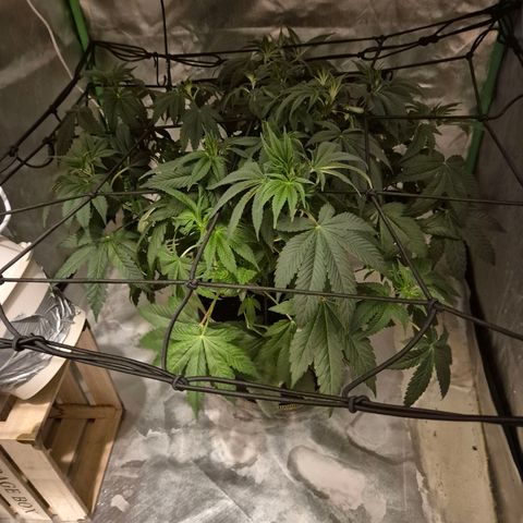 Biscotti (56-70bt) growlog photo: Wie so eine Pflanze halt aussieht, wenn man sie nervt😅