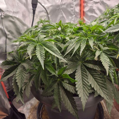 WTF- Königin Mimosa evo 👑👑👑 (65-70bt) growlog timeline photo