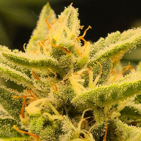 Moby 🍆  growlog timeline photo