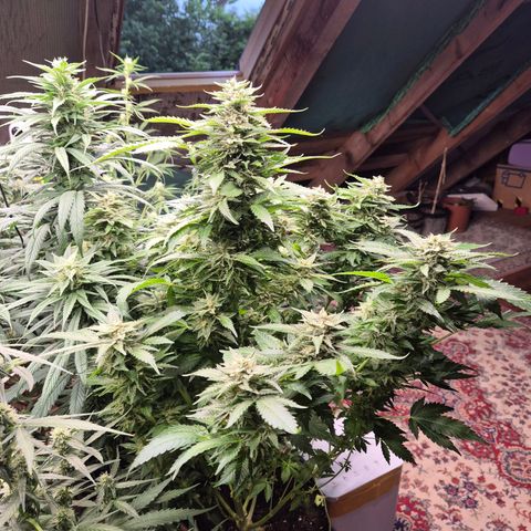 Moby 🍆  growlog timeline photo