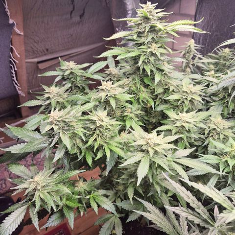 Moby 🍆  growlog timeline photo