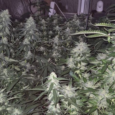 Moby 🍆  growlog timeline photo
