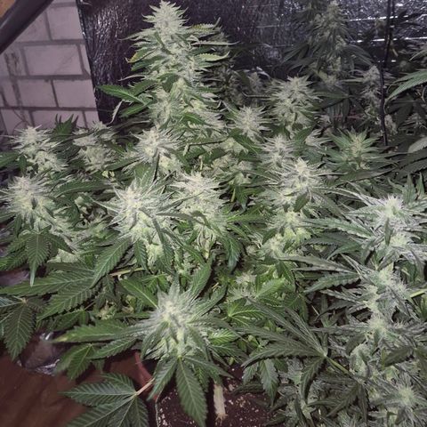 Moby 🍆  growlog timeline photo