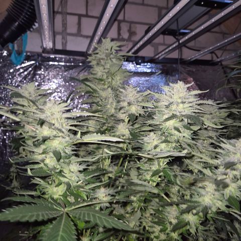 Moby 🍆  growlog timeline photo