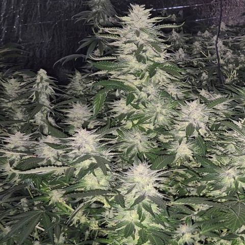 Moby 🍆  growlog timeline photo