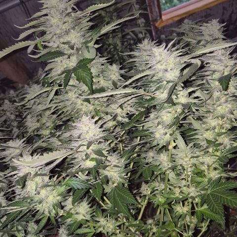 Moby 🍆  growlog timeline photo