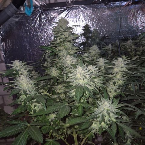 Moby 🍆  growlog timeline photo