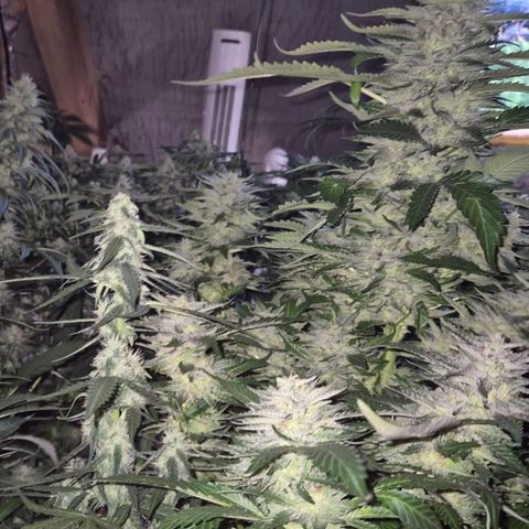 Moby 🍆  growlog timeline photo