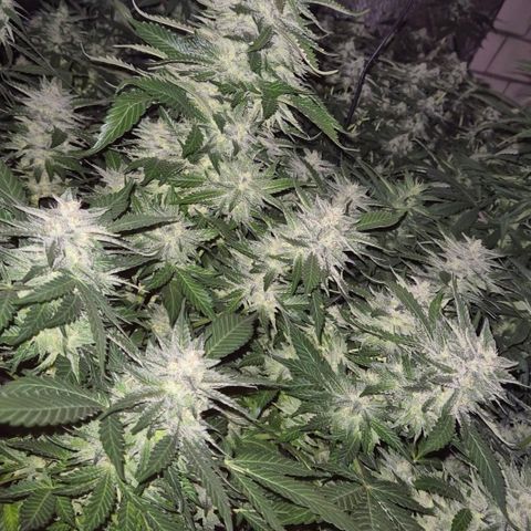 Moby 🍆  growlog timeline photo