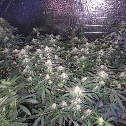 Apple crumble Ben growlog photo: Monster😅👌