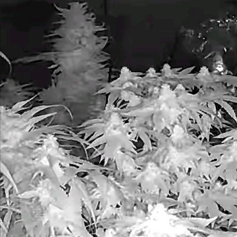 Apple crumble Ben growlog timeline photo