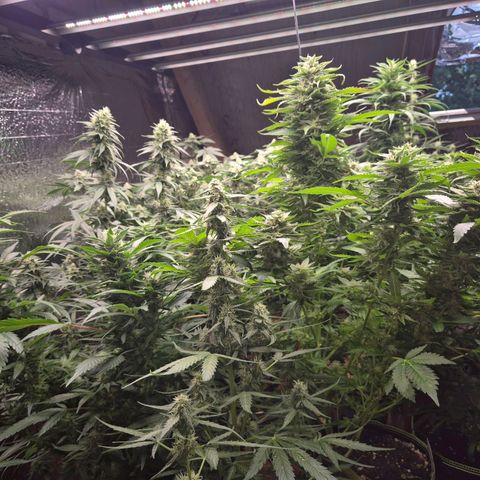 Moby 🍆  growlog photo: Der countdown läuft 🤩