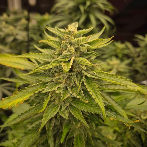 Moby 🍆  growlog photo: Der countdown läuft 🤩