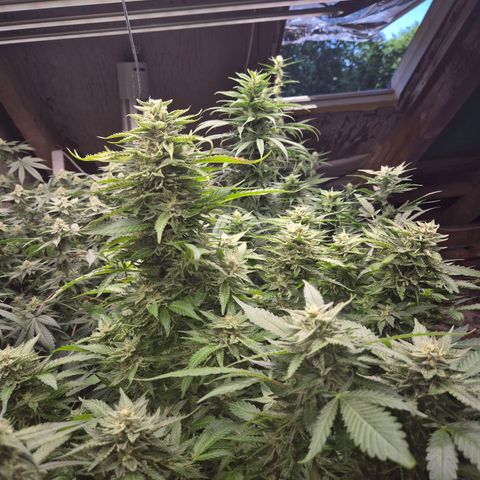 Moby 🍆  growlog photo: Der countdown läuft 🤩