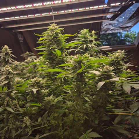 Moby 🍆  growlog photo: Der countdown läuft 🤩