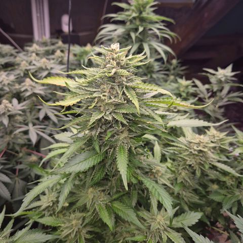 Moby 🍆  growlog photo: Der countdown läuft 🤩