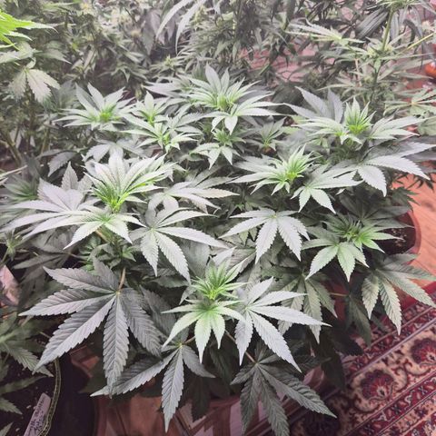 Biscotti (56-70bt) growlog timeline photo