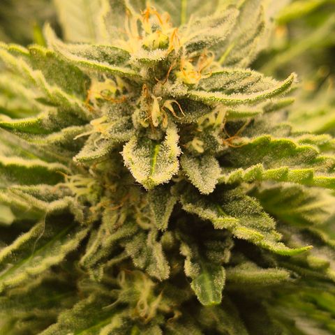Moby 🍆  growlog timeline photo