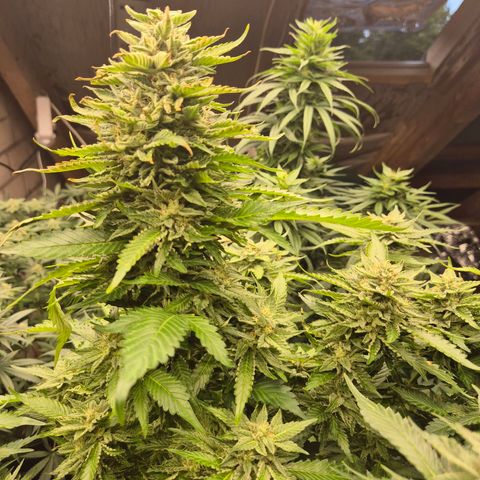 Moby 🍆  growlog timeline photo