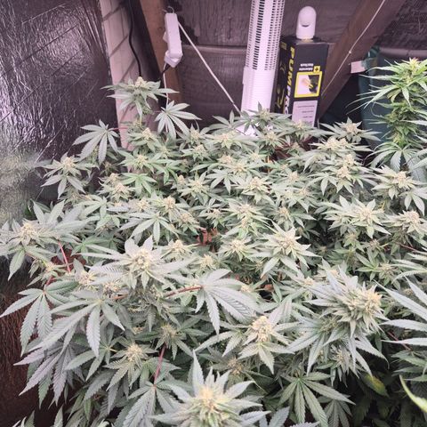 Apple crumble Ben growlog timeline photo