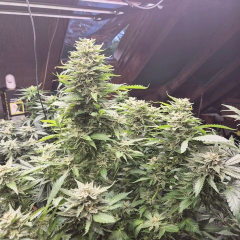 Moby 🍆  growlog timeline photo
