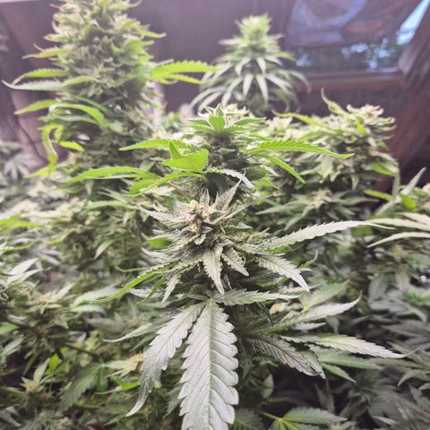 Moby 🍆  growlog timeline photo