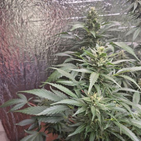 Moby 🍆  growlog timeline photo