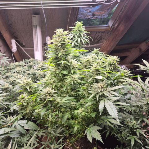 Moby 🍆  growlog timeline photo