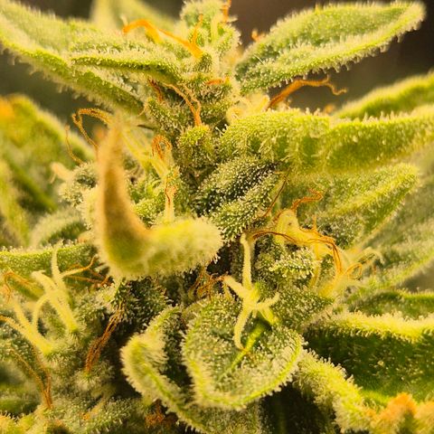Moby 🍆  growlog timeline photo
