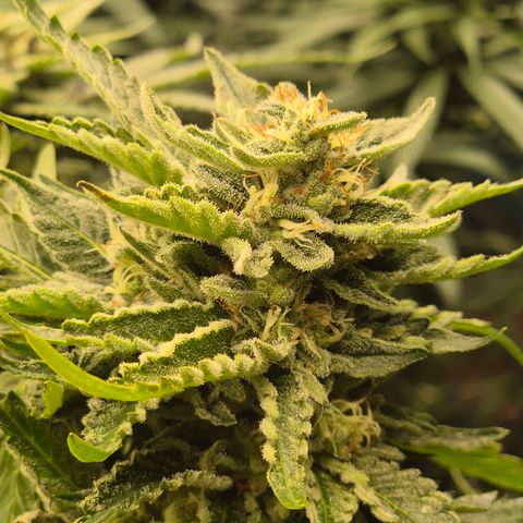 Moby 🍆  growlog timeline photo