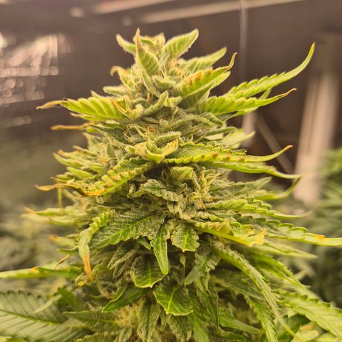Moby 🍆  growlog timeline photo