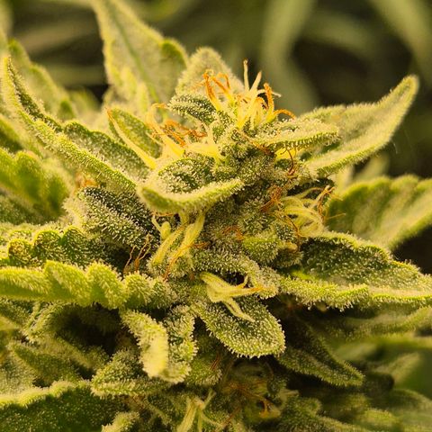 Moby 🍆  growlog timeline photo