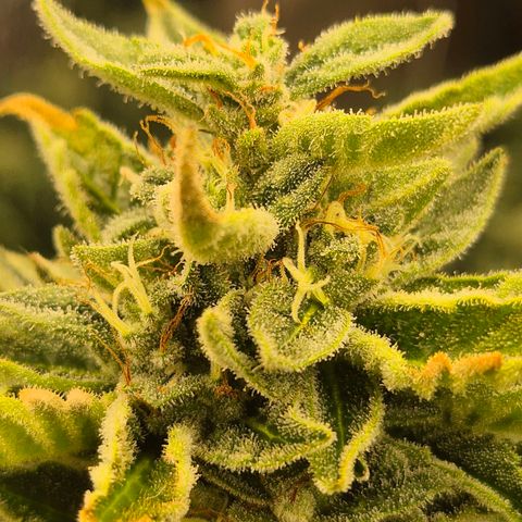 Moby 🍆  growlog timeline photo