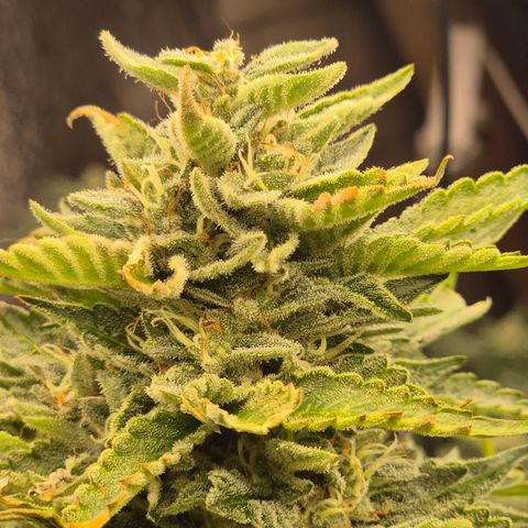 Moby 🍆  growlog timeline photo