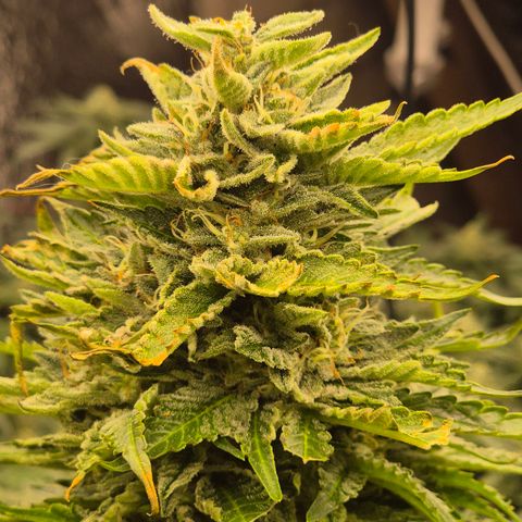 Moby 🍆  growlog timeline photo