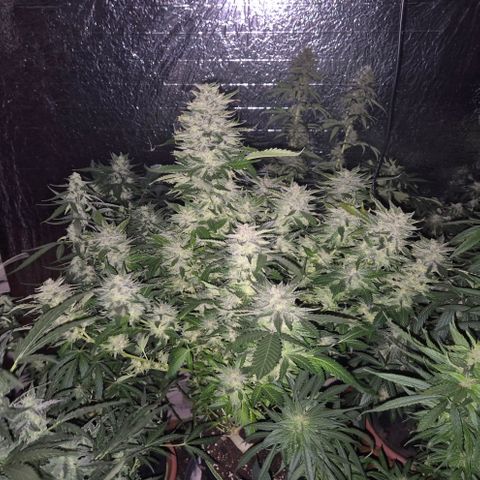 Moby 🍆  growlog timeline photo