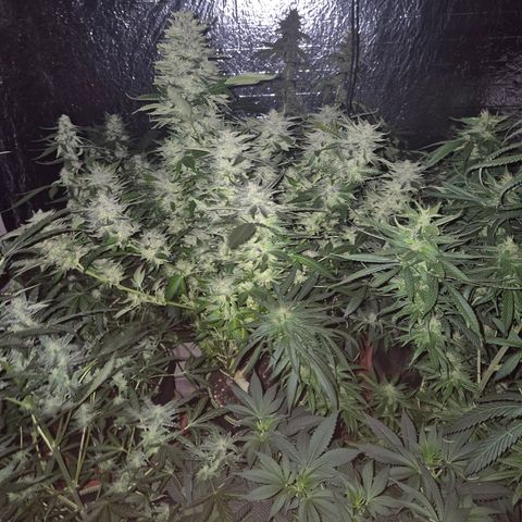 Moby 🍆  growlog timeline photo