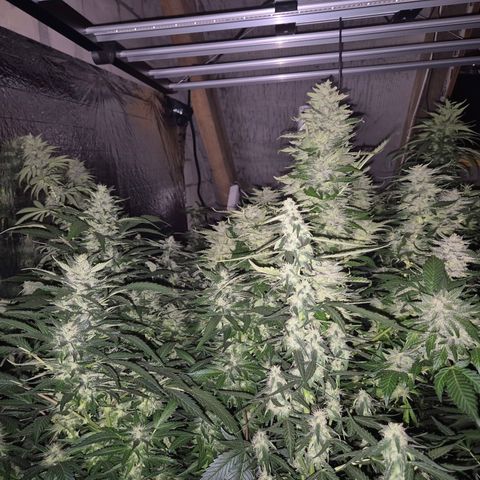 Moby 🍆  growlog timeline photo