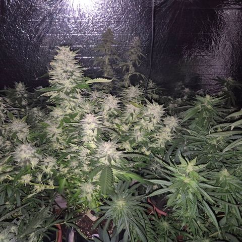 Moby 🍆  growlog timeline photo