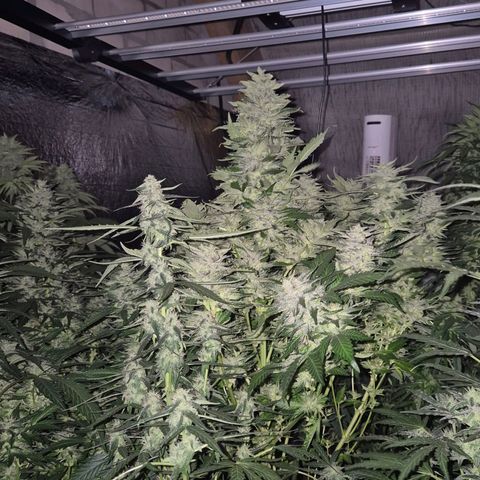 Moby 🍆  growlog timeline photo