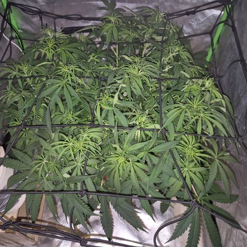 Afghani #1 (45-50bt) growlog timeline photo