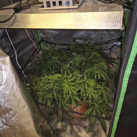 Afghani #1 (45-50bt) growlog timeline photo