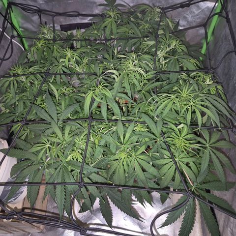Afghani #1 (45-50bt) growlog timeline photo
