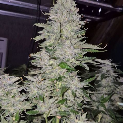 Moby 🍆  growlog timeline photo