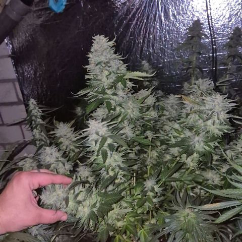 Moby 🍆  growlog timeline photo