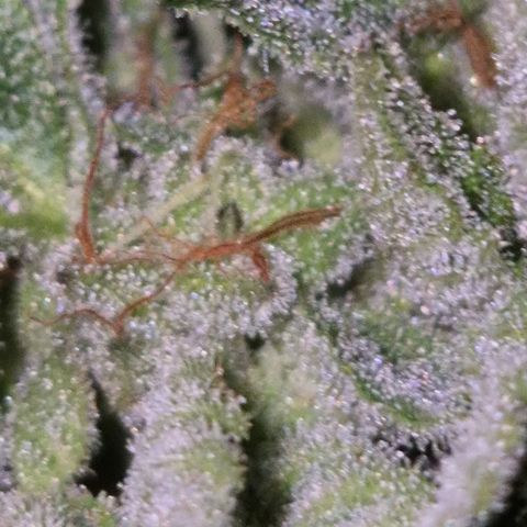 Moby 🍆  growlog timeline photo