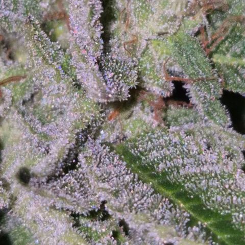 Moby 🍆  growlog timeline photo