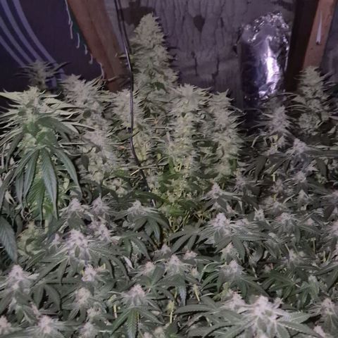 Moby 🍆  growlog timeline photo